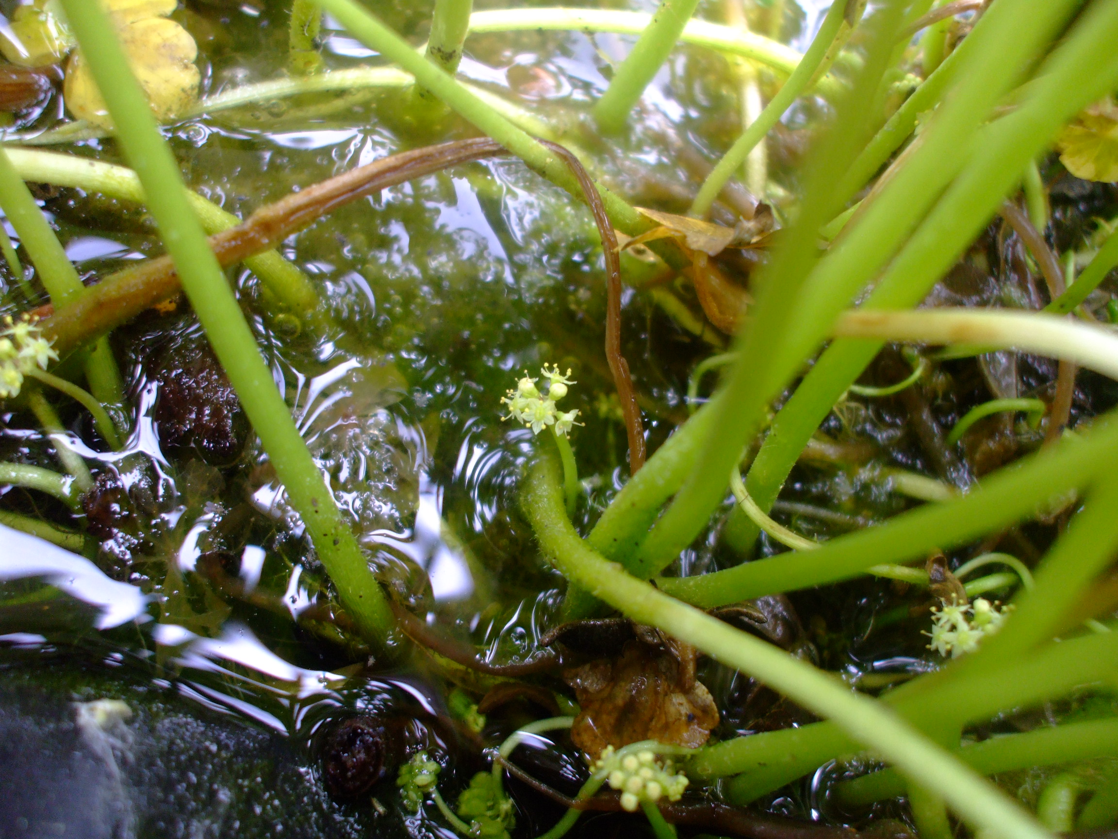 Hydrocotyle verticillata